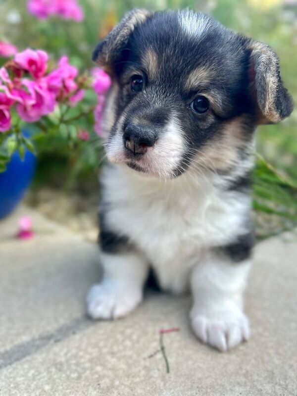 Corgi puppies for sale in Newbridge, City of Edinburgh – KC registered, 7 weeks old