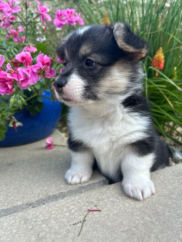 Corgi puppies for sale in Newbridge, City of Edinburgh – KC registered, 7 weeks old - Image 2 of 3