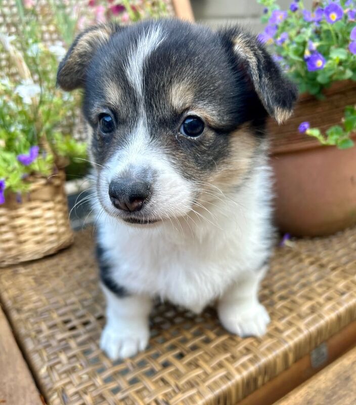 Corgi puppies for sale in Newbridge, City of Edinburgh – KC registered, 7 weeks old - Image 3 of 3