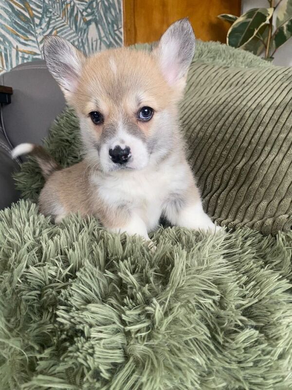 Corgi Puppies For Sale