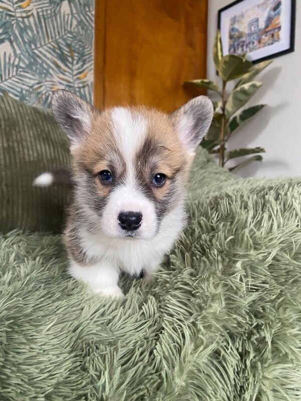 Corgi puppies for sale in Kilwinning, North Ayrshire – 6 weeks old - Image 2 of 5