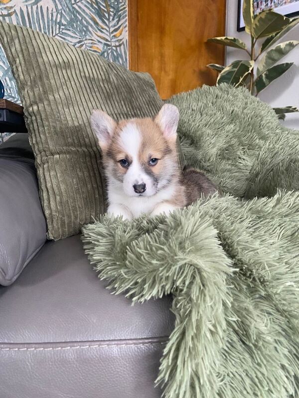 Corgi puppies for sale in Kilwinning, North Ayrshire – 6 weeks old - Image 3 of 5