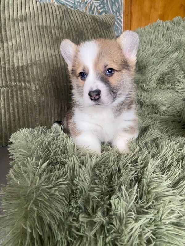 Corgi puppies for sale in Kilwinning, North Ayrshire – 6 weeks old - Image 4 of 5