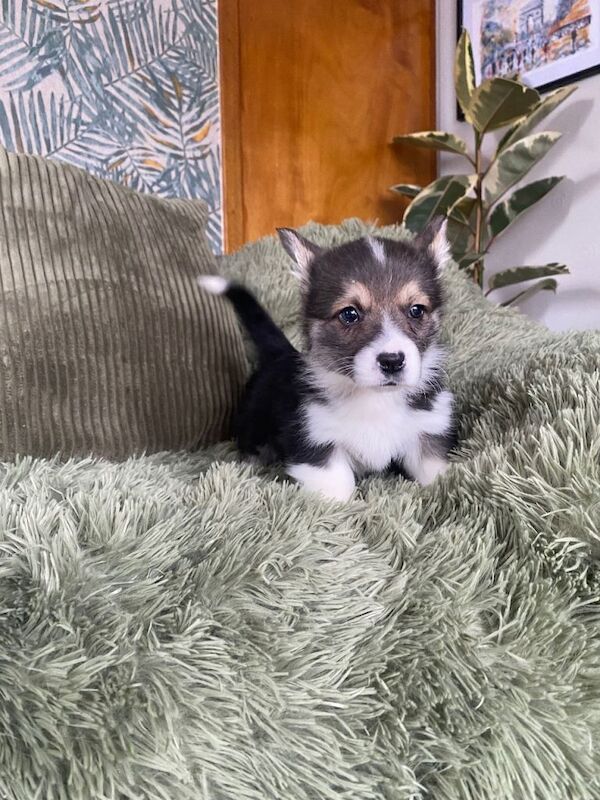 Corgi puppies for sale in Kilwinning, North Ayrshire – 6 weeks old - Image 5 of 5