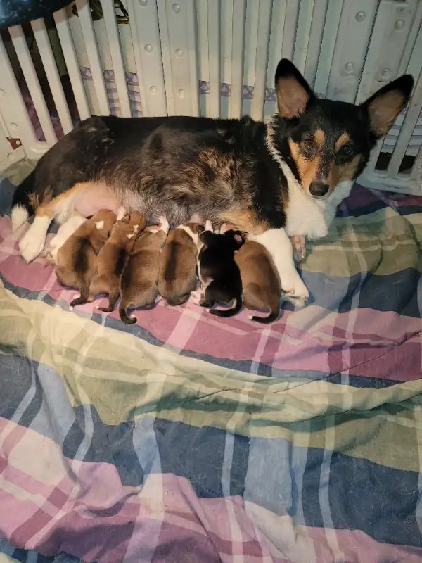 Pembroke Welsh Corgi Puppies Available For Sale in Swindon, Wiltshire