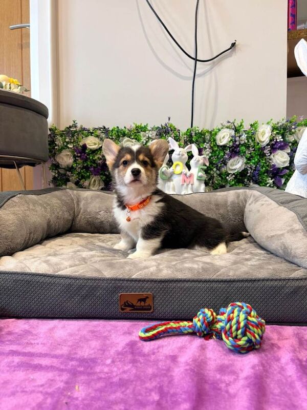 Pembroke welsh corgi pups - Image 2 of 6