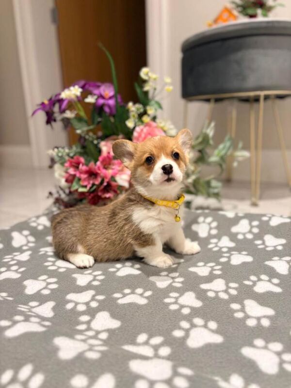 Pembroke welsh corgi pups - Image 4 of 6