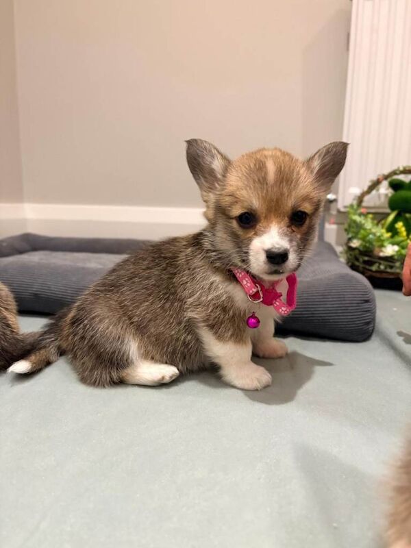 Pembroke welsh corgi pups - Image 6 of 6