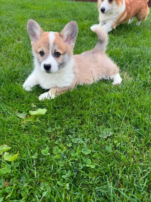 Pembroke welsh corgi pups