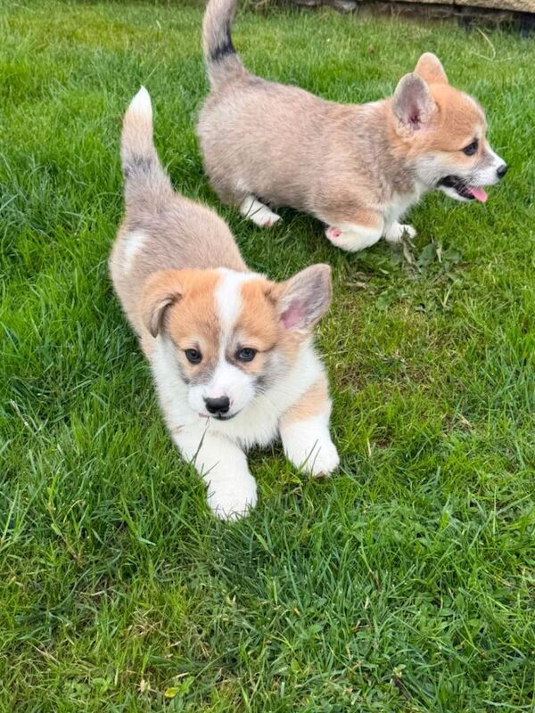 Pembroke welsh corgi pups - Image 2 of 6