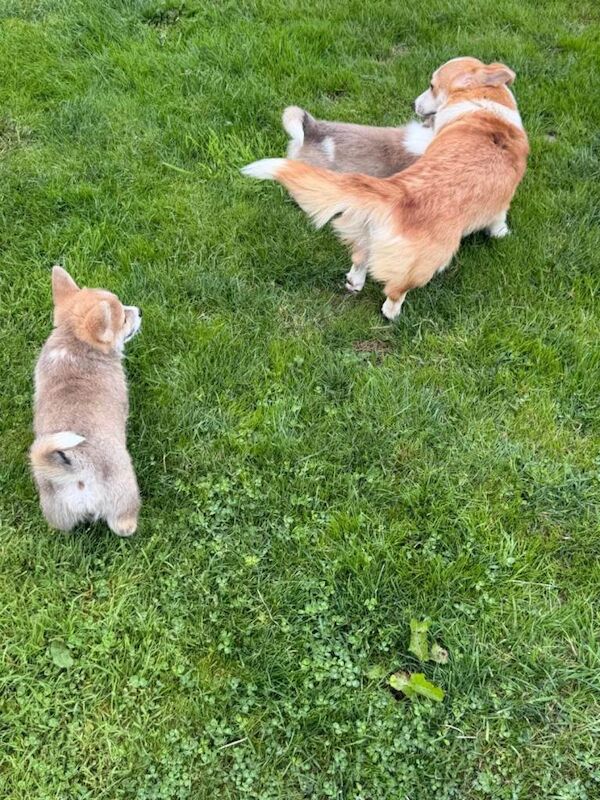 Pembroke welsh corgi pups - Image 3 of 6