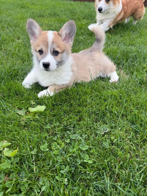 Pembroke welsh corgi pups - Image 4 of 6