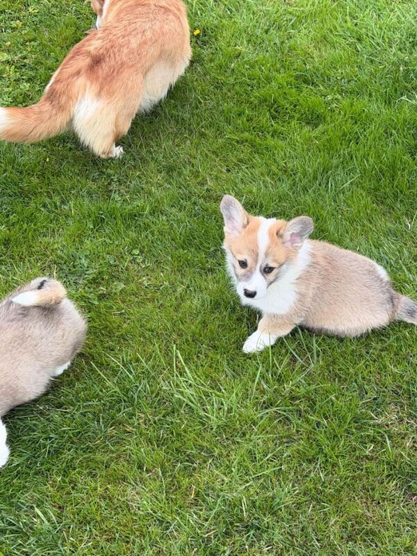Pembroke welsh corgi pups - Image 5 of 6