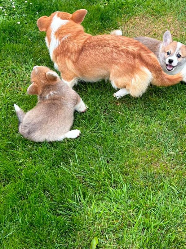 Pembroke welsh corgi pups - Image 6 of 6