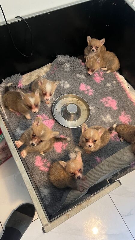 Corgi puppies for sale in Dunmurry, County Antrim – 8 weeks old