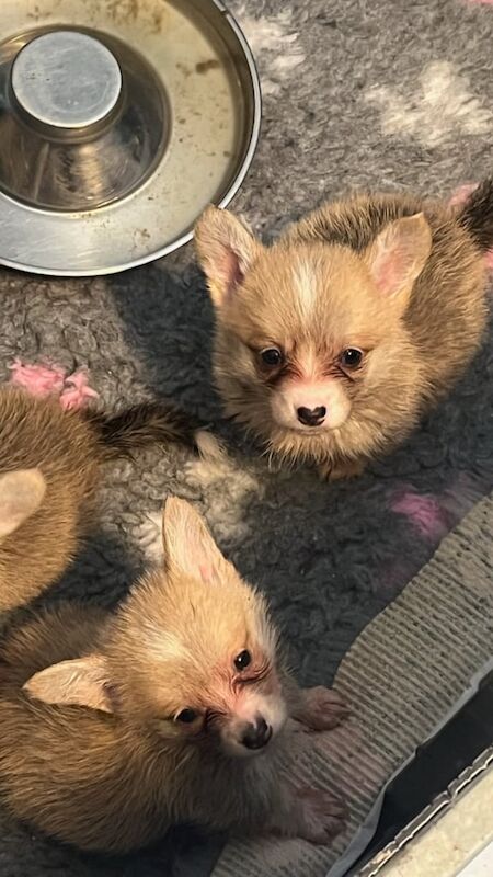 Corgi puppies for sale in Dunmurry, County Antrim – 8 weeks old - Image 2 of 3