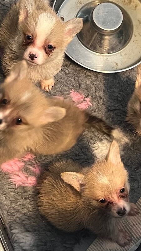 Corgi puppies for sale in Dunmurry, County Antrim – 8 weeks old - Image 3 of 3