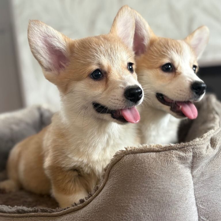 Corgi Puppies For Sale
