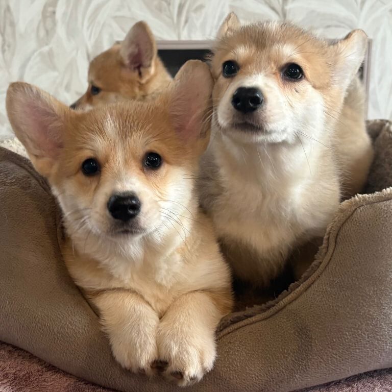 Corgi puppies for sale in Llandysul, Dyfed – KC registered, 3 months old - Image 2 of 6