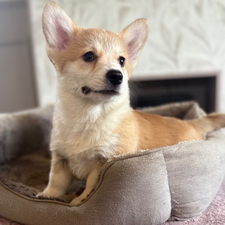 Corgi puppies for sale in Llandysul, Dyfed – KC registered, 3 months old - Image 4 of 6