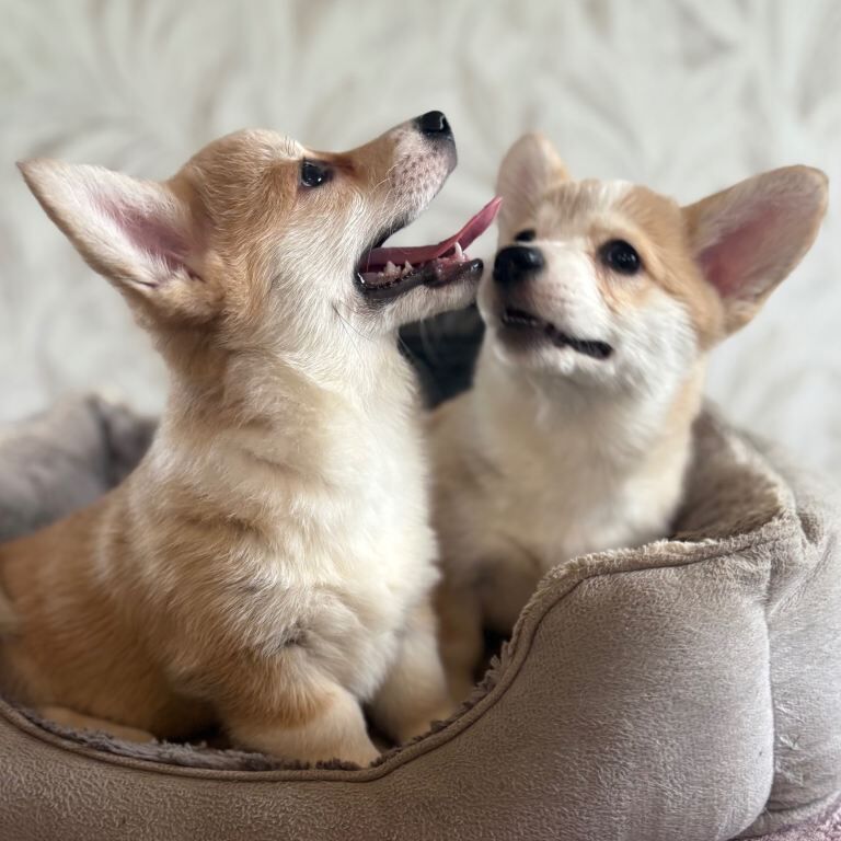 Corgi puppies for sale in Llandysul, Dyfed – KC registered, 3 months old - Image 5 of 6