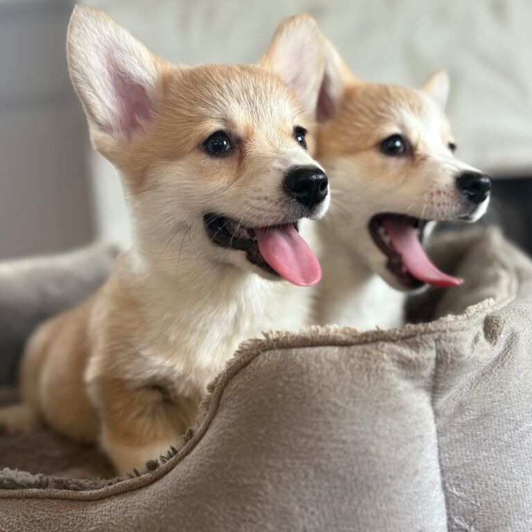 Corgi puppies for sale in Llandysul, Dyfed – KC registered, 3 months old - Image 6 of 6