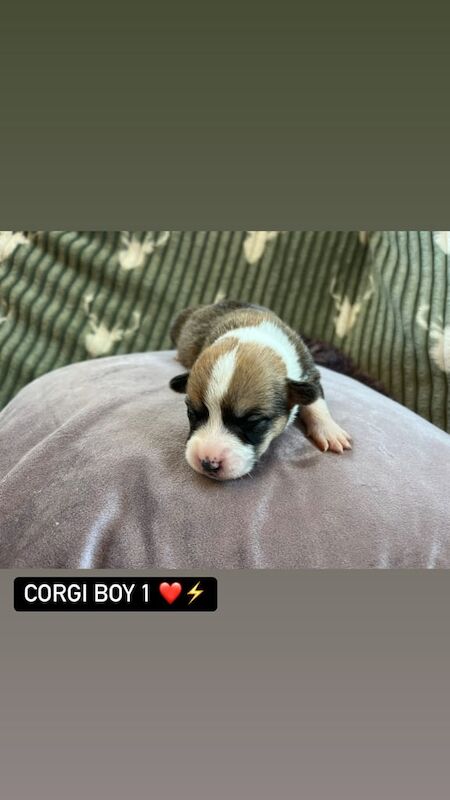 Corgi Puppies For Sale