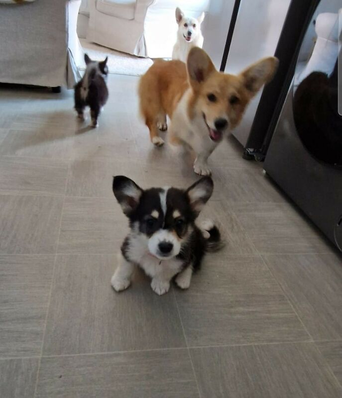 Kennel Club Registered Corgi Puppies For Sale