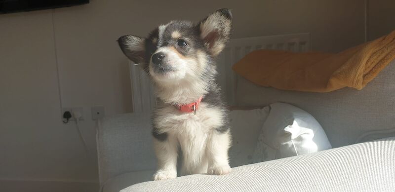 Kennel Club Registered Corgi Puppies For Sale