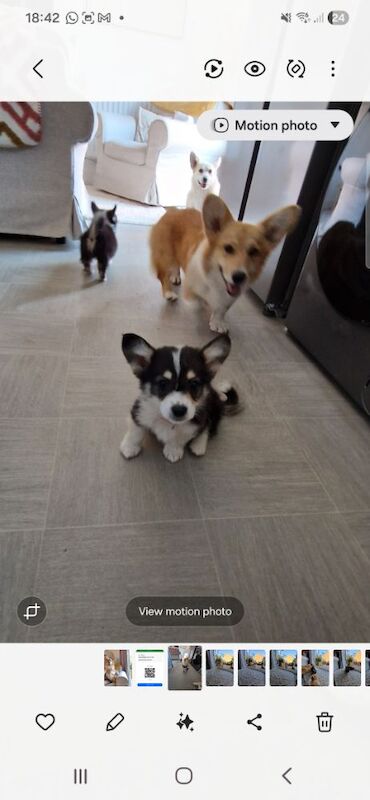 Ready now Beautiful kc Corgi Puppies - Image 2 of 6