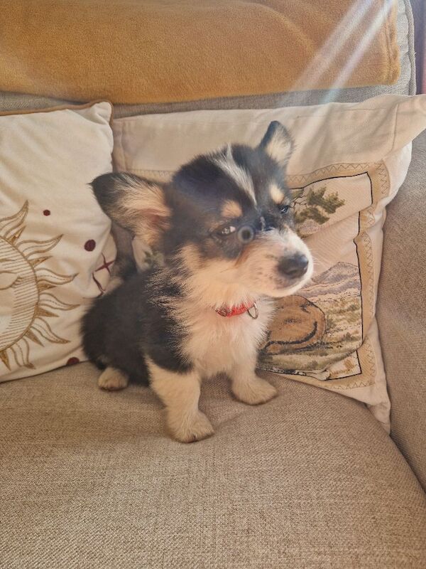 Ready now Beautiful kc Corgi Puppies - Image 3 of 6