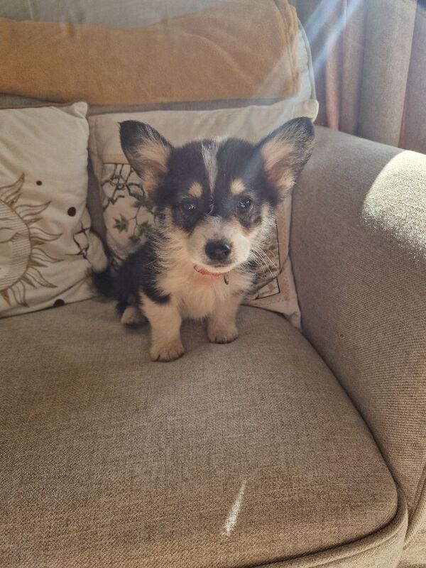 Ready now Beautiful kc Corgi Puppies - Image 4 of 6