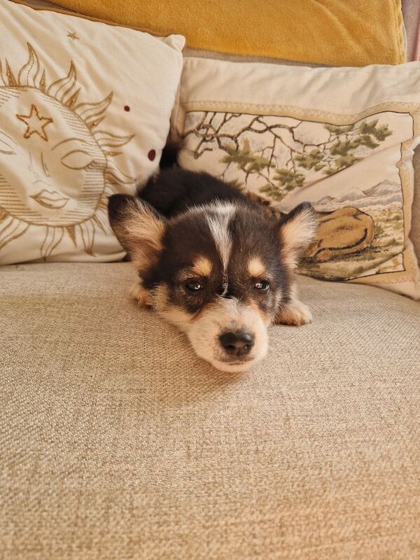 Ready now Beautiful kc Corgi Puppies - Image 5 of 6