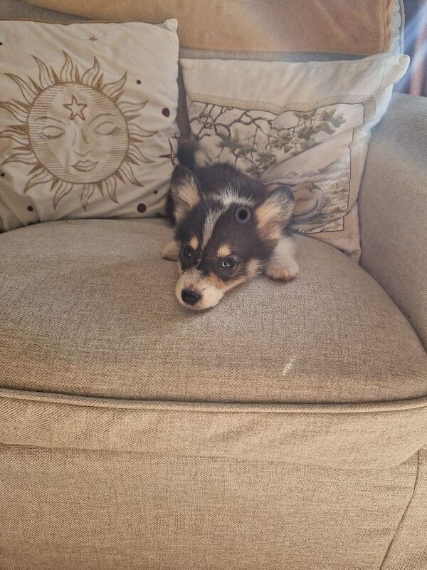 Ready now Beautiful kc Corgi Puppies - Image 6 of 6
