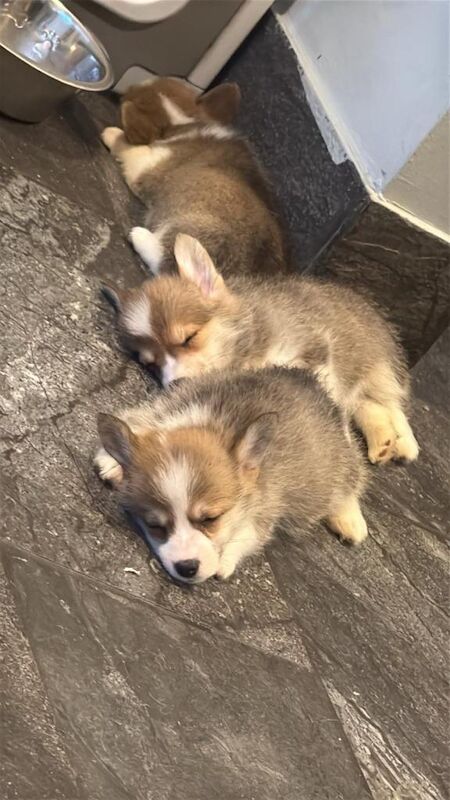 Corgi Puppies For Sale