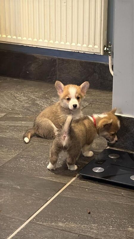 READY NOW Beautiful Pembroke Welsh Corgi’s - Image 2 of 3