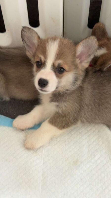 READY NOW Beautiful Pembroke Welsh Corgi’s - Image 3 of 3