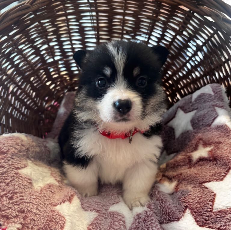 Corgi Puppies For Sale