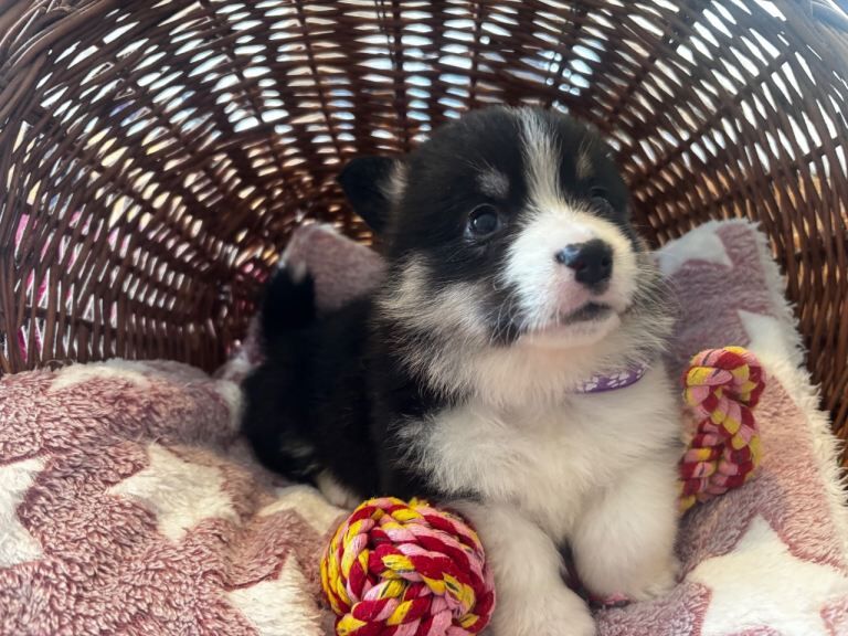 Stunning champion bred Welsh Pembroke Corgi Pups - Image 2 of 4
