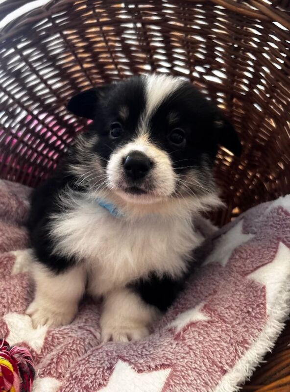 Stunning champion bred Welsh Pembroke Corgi Pups - Image 4 of 4