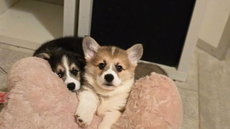 Kennel Club Registered Corgi Puppies For Sale
