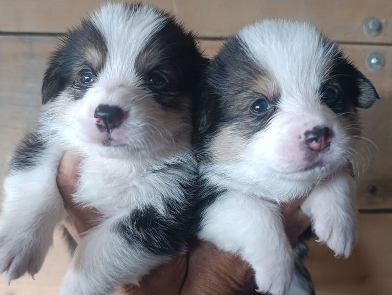 Welsh Corgi Pembroke