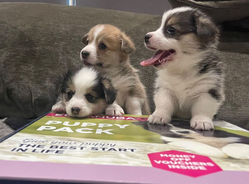Welsh Corgi Pembroke