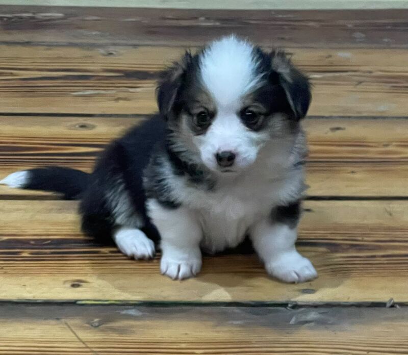 Welsh Corgi Pembroke - Image 2 of 4