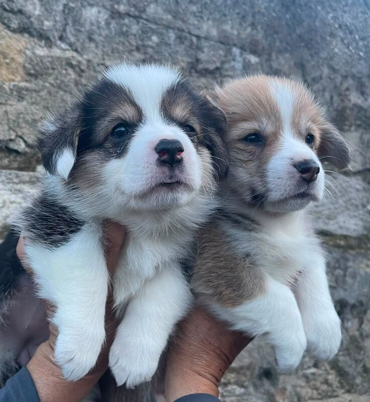 Welsh Corgi Pembroke - Image 3 of 4