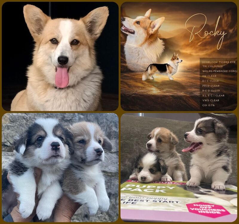 Welsh Corgi Pembroke - Image 4 of 4