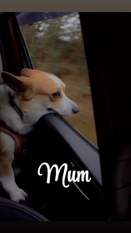 Corgi puppies for sale in Coulsdon, Greater London – KC registered, 7 weeks old