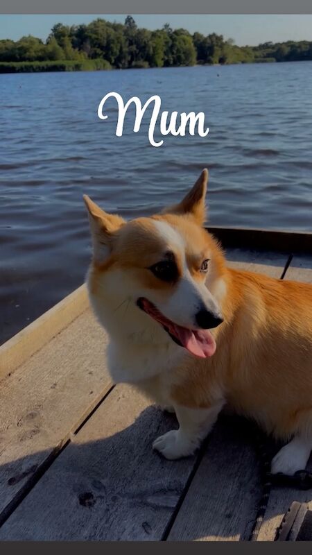 Corgi puppies for sale in Coulsdon, Greater London – KC registered, 7 weeks old - Image 2 of 13