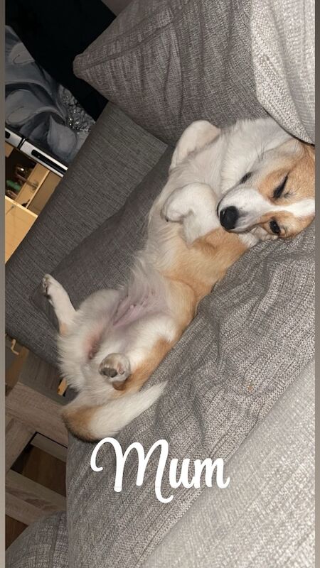 Corgi puppies for sale in Coulsdon, Greater London – KC registered, 7 weeks old - Image 3 of 13