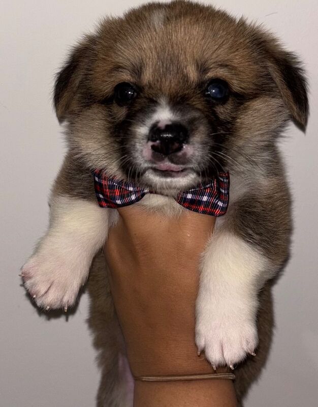 Corgi puppies for sale in Coulsdon, Greater London – KC registered, 7 weeks old - Image 5 of 13